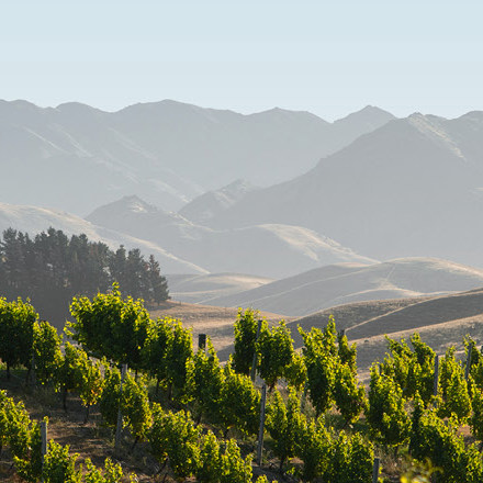 New Zealand Wine New Zealand Wine New Zealand Wine New Zealand Wine