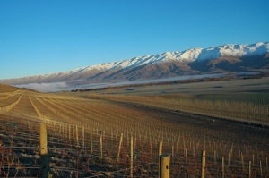 Quartz Reef Vineyards