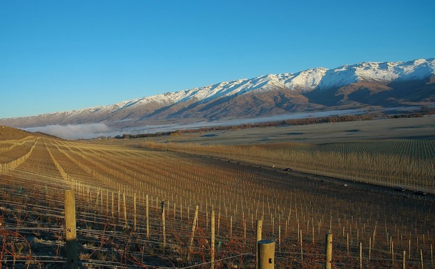 Quartz Reef Vineyards