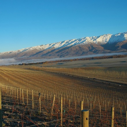 Quartz Reef Vineyards