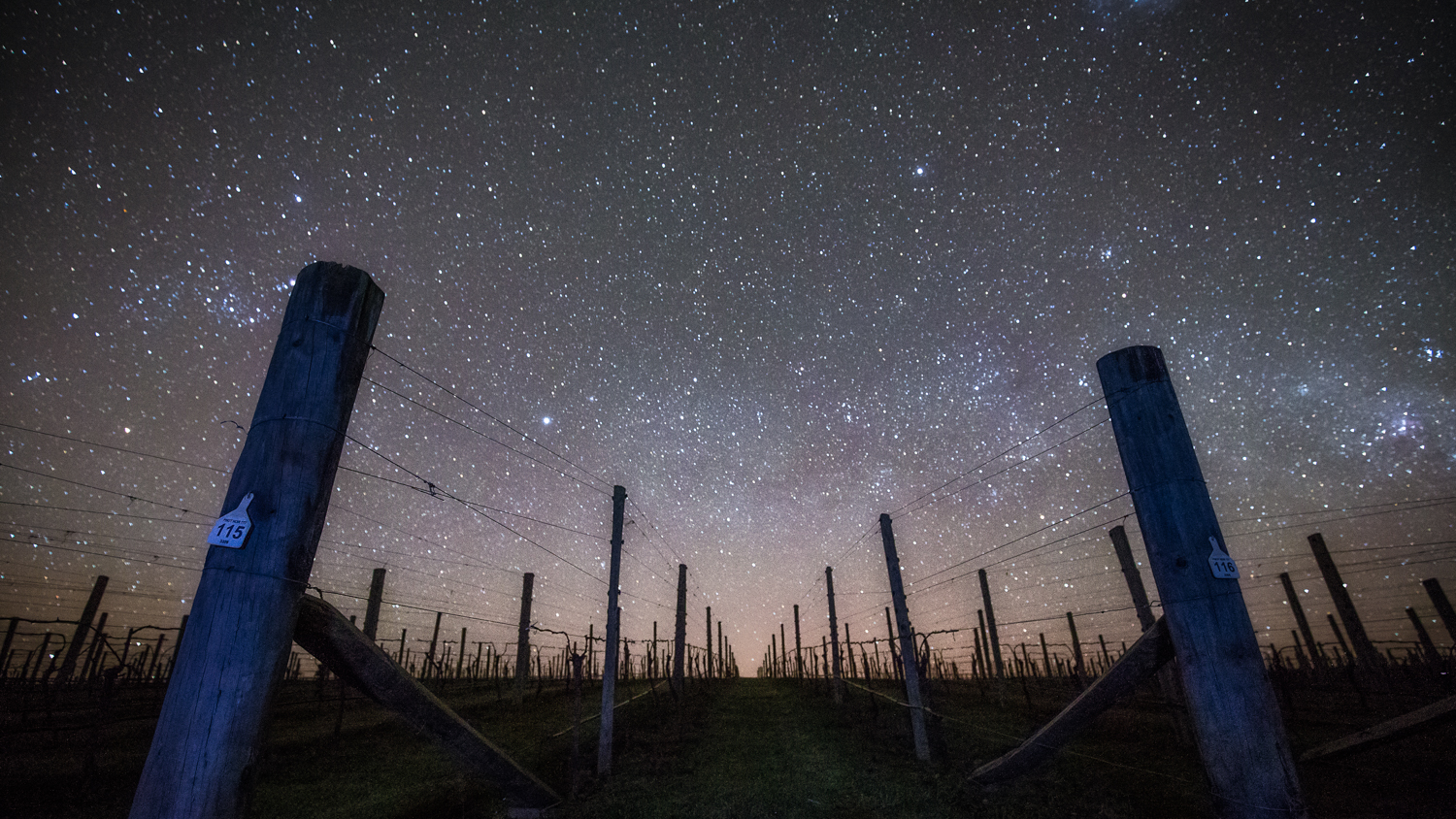 Aronui Wines, Nelson | Photo: Chocolate Dog Studio