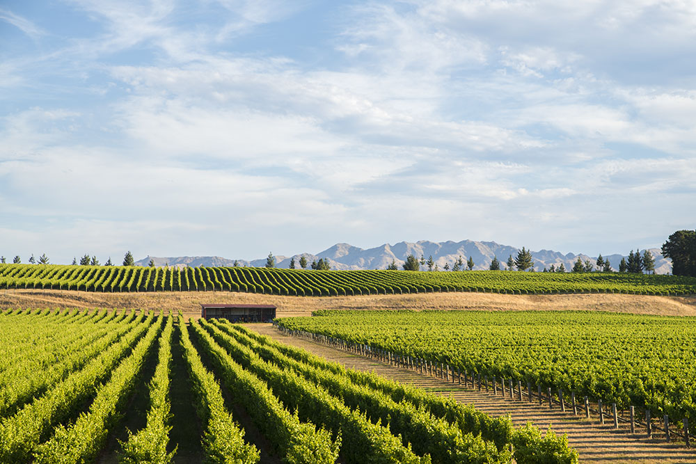 New Zealand vineyard