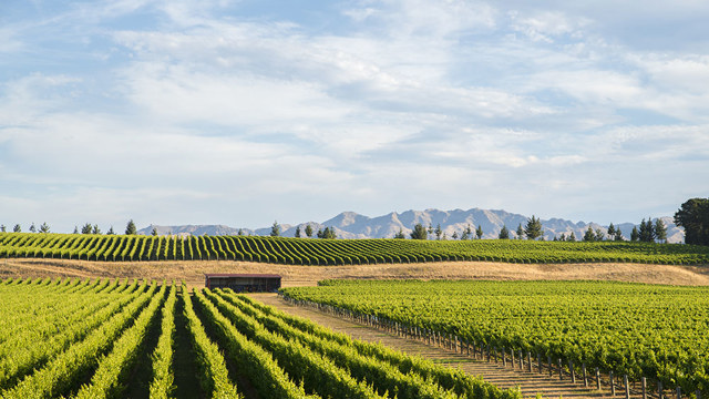 New Zealand vineyard