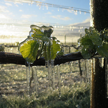 Vine with frost