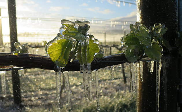 Vine with frost