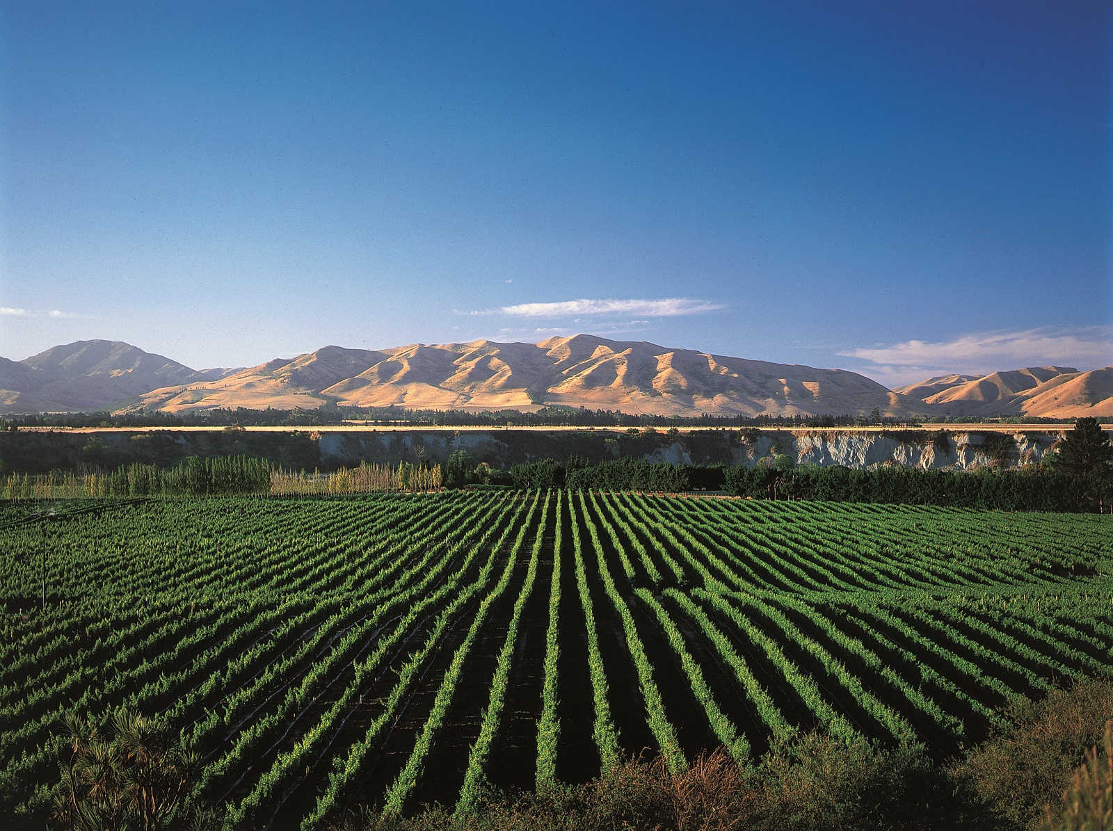 Saint clair estate, green vines with mountains in the back
