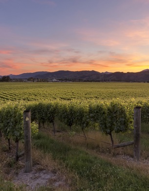 Brightwater Vineyard with sun setting over mountains