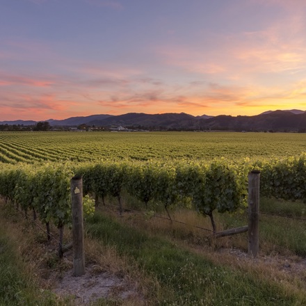 Brightwater Vineyard with sun setting over mountains