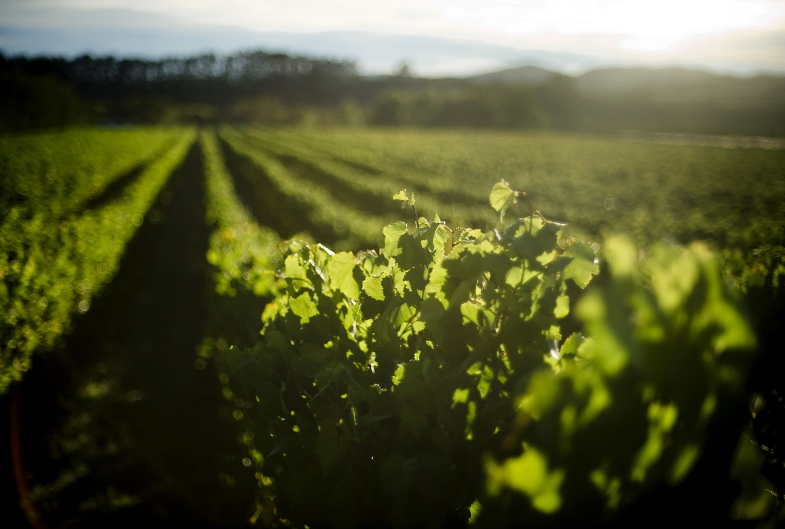 Palliser Estate Vineyards