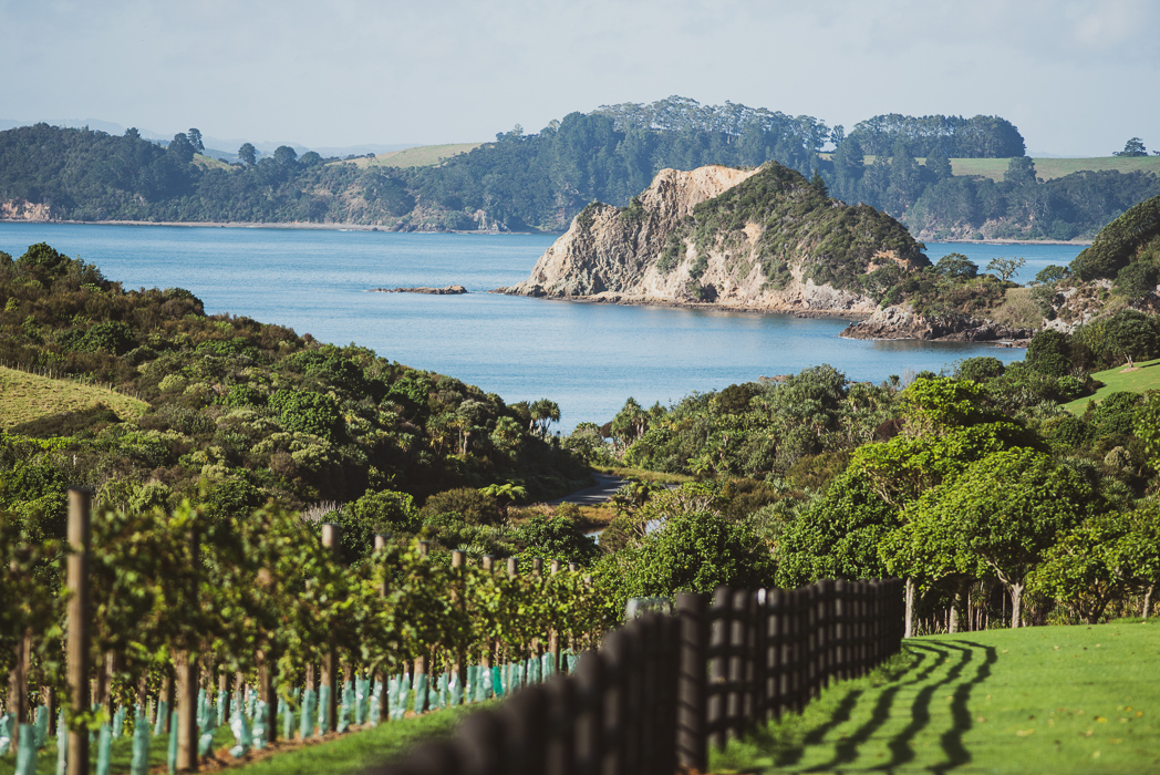 The Landing Wines Vineyard View