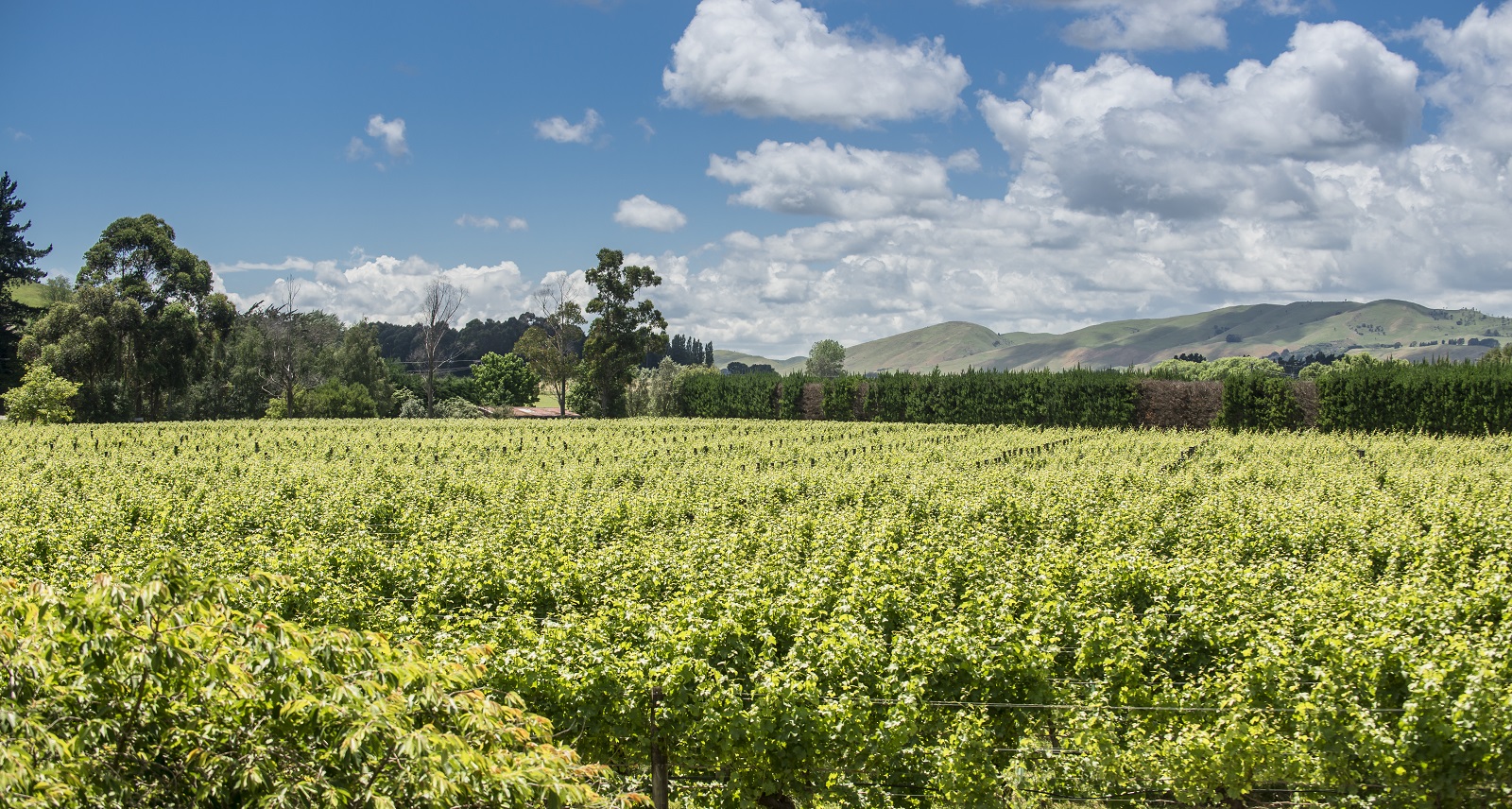 Gladstone Vineyard landscape image