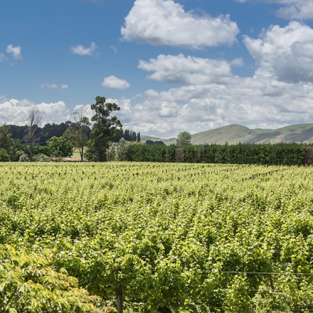 Gladstone Vineyard landscape image