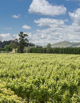 Gladstone Vineyard landscape image