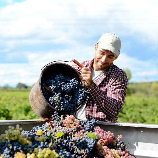 New Zealand Wine Industry Job Opportunities New Zealand Wine