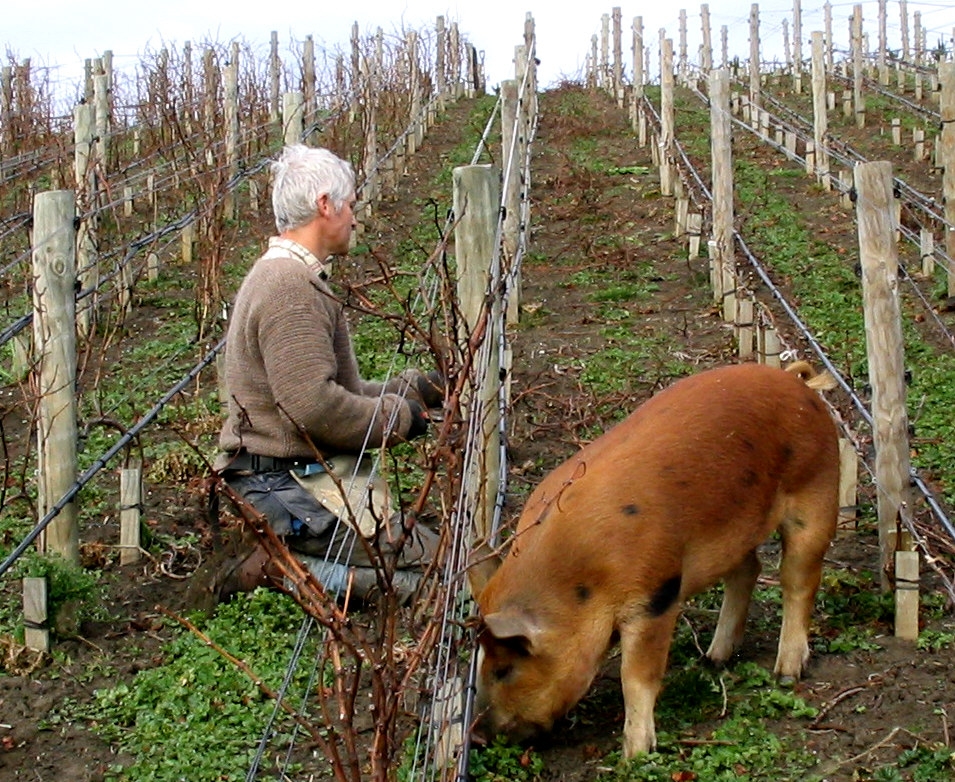 A man and pig between vines in the Pyramid Valley Vineyards.