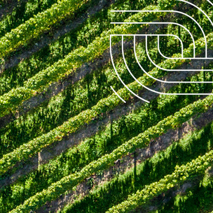te Pā Wines