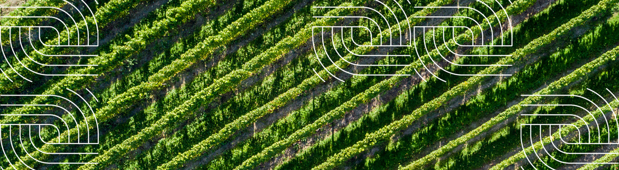 te Pā Wines