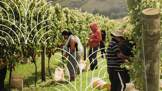 Matawhero wines