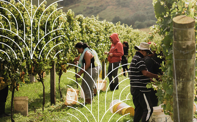 Matawhero wines