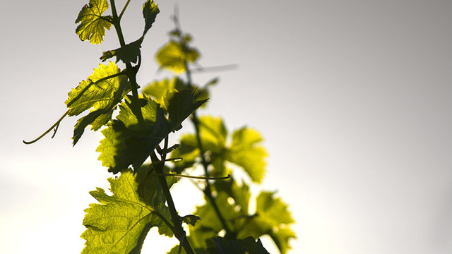 vine