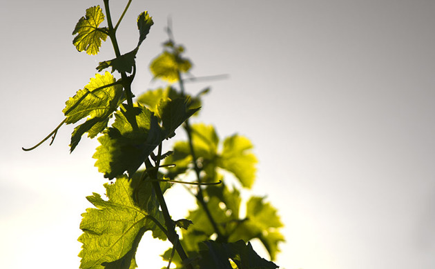 vine