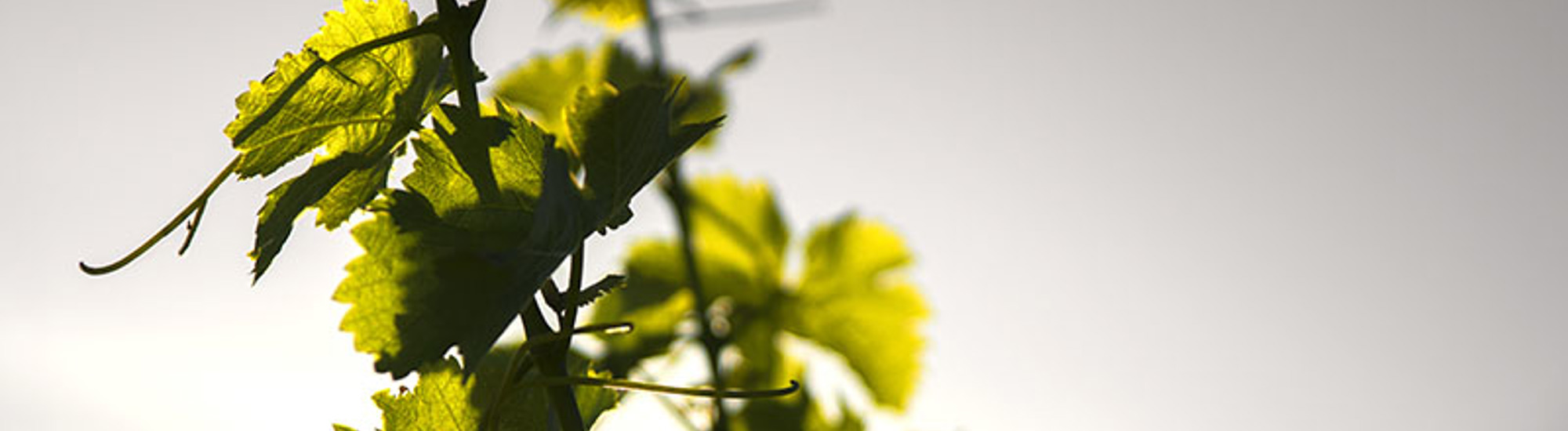 vine