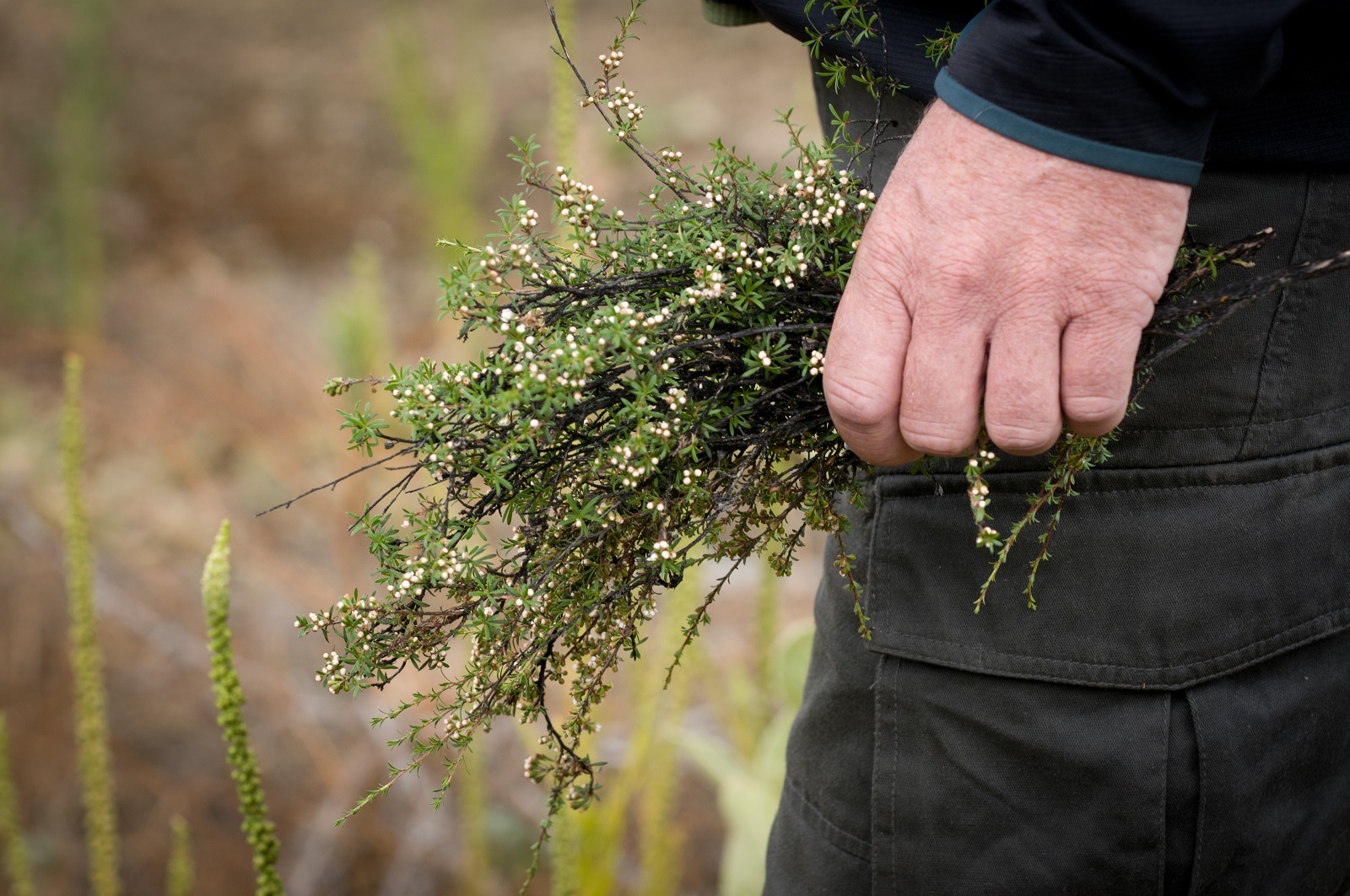 A hand holding plants at Misha's vineyard