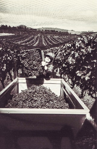 An old photo of a person working at Te Motu Vineyard