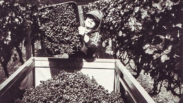 An old photo of a person working at Te Motu Vineyard