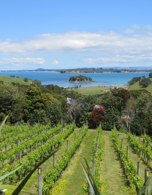 Vines with the sea in the background at Cable Bay Vineyard, Auckland.