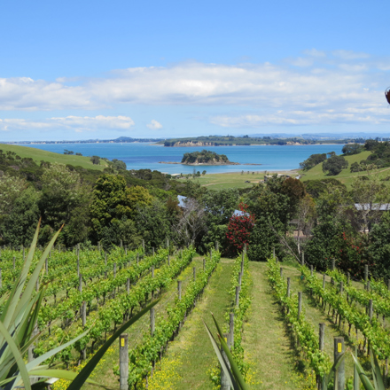 Vines with the sea in the background at Cable Bay Vineyard, Auckland.