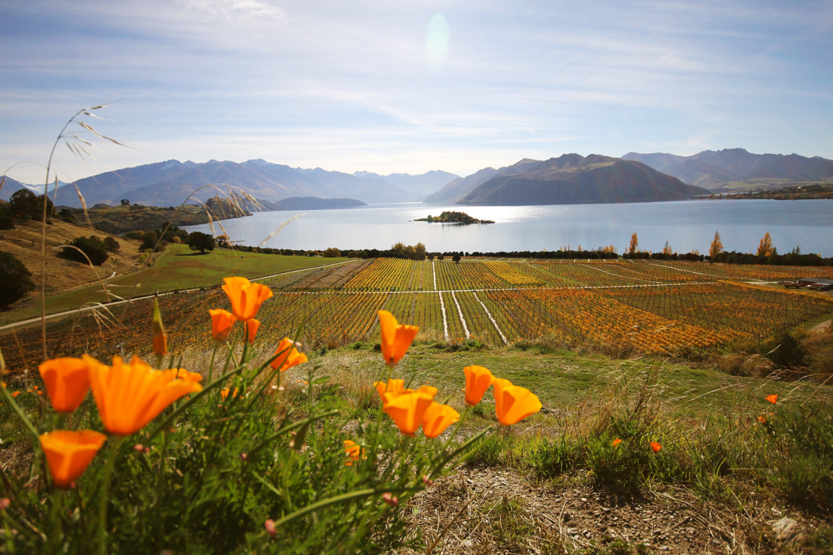 Orange flowers in front of vineyard in Central Otago.