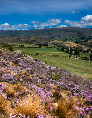 Plants at Akarua