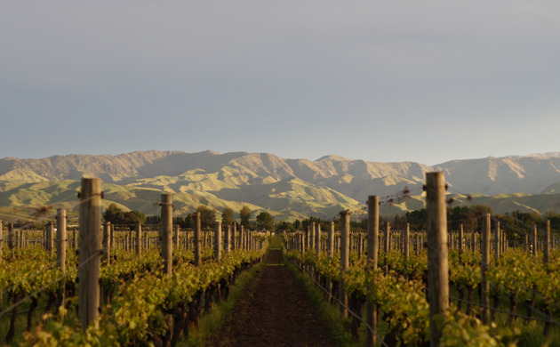 Vines at Fromm Vineyard