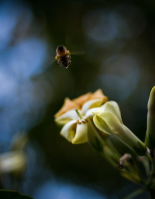 Close up of bee flying near a flower.