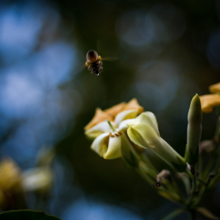 Close up of bee flying near a flower.