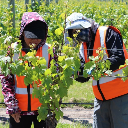 RSE workers thinning vines.