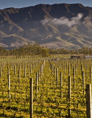 Vines without leaves at Waitaki Valley Vineyard, North Otago.
