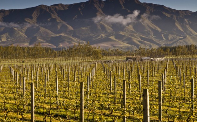 Vines without leaves at Waitaki Valley Vineyard, North Otago.