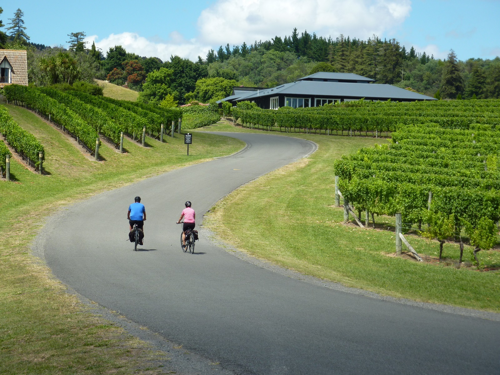 Cyclists biking up the road between the vineyard at Blackbarn, Hawke's Bay
