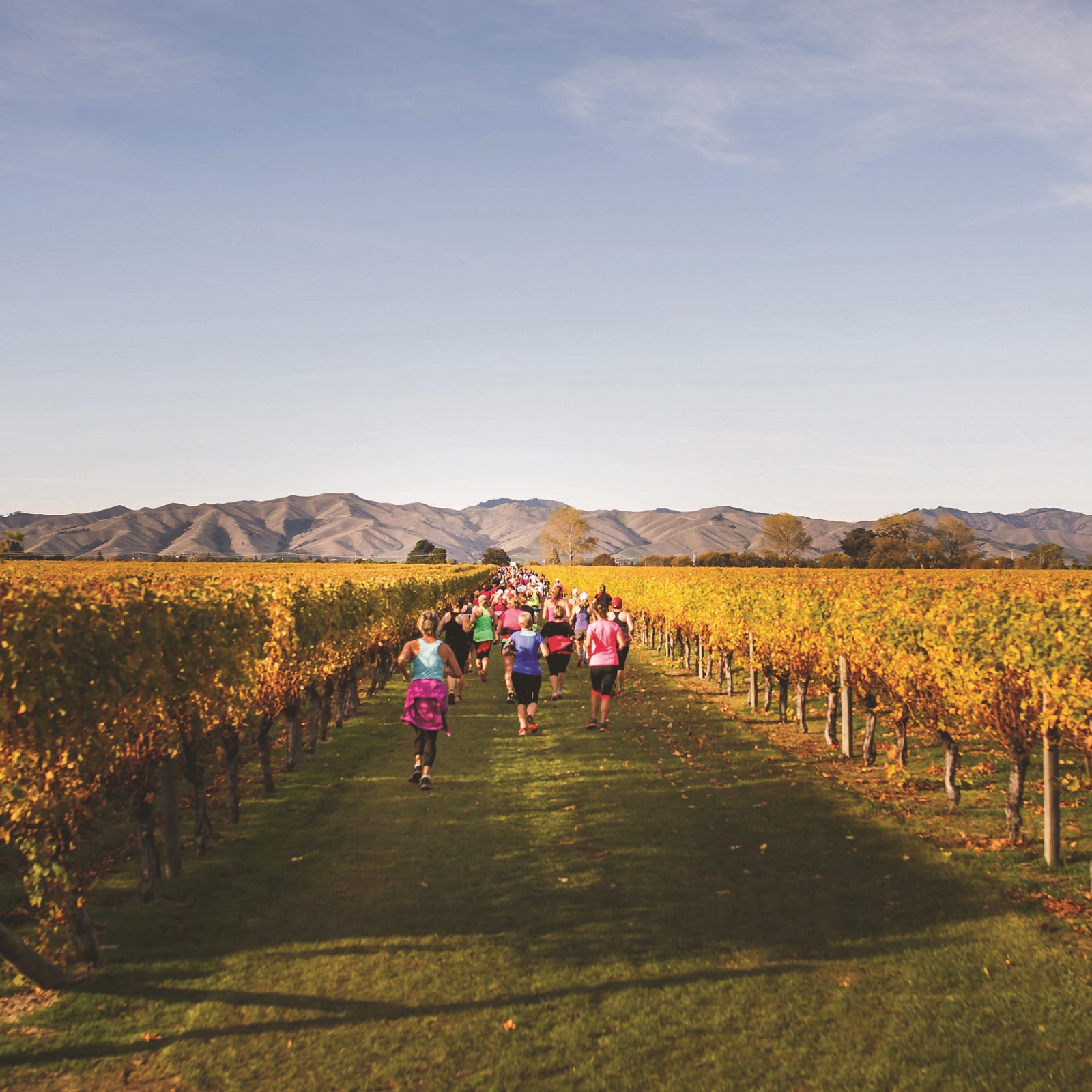 People running through a vineyard as part of a half marathon