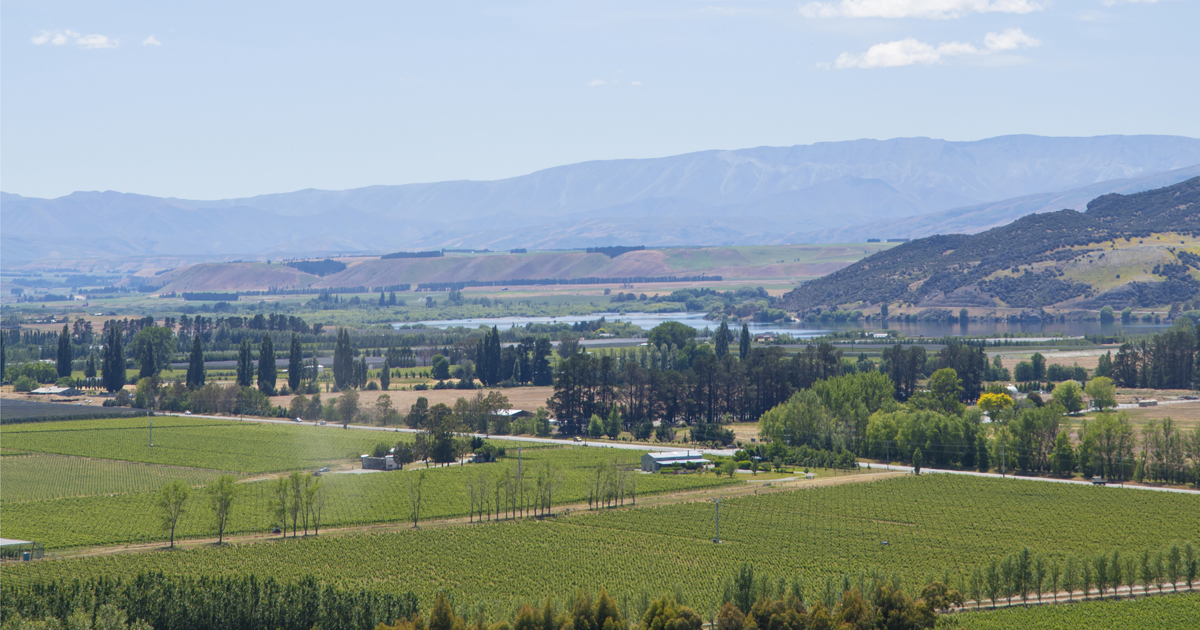 New Zealand Wine News and Media | New Zealand Wine